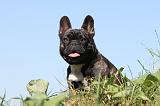 BOULEDOGUE FRANCAIS 505